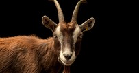 168体彩网幸运直播飞艇开奖历史查询结果号码预测-Why Is Satan Depicted as a Goat?