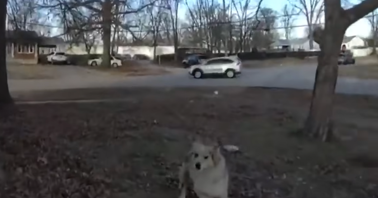 camera footage of a dog in a front yard