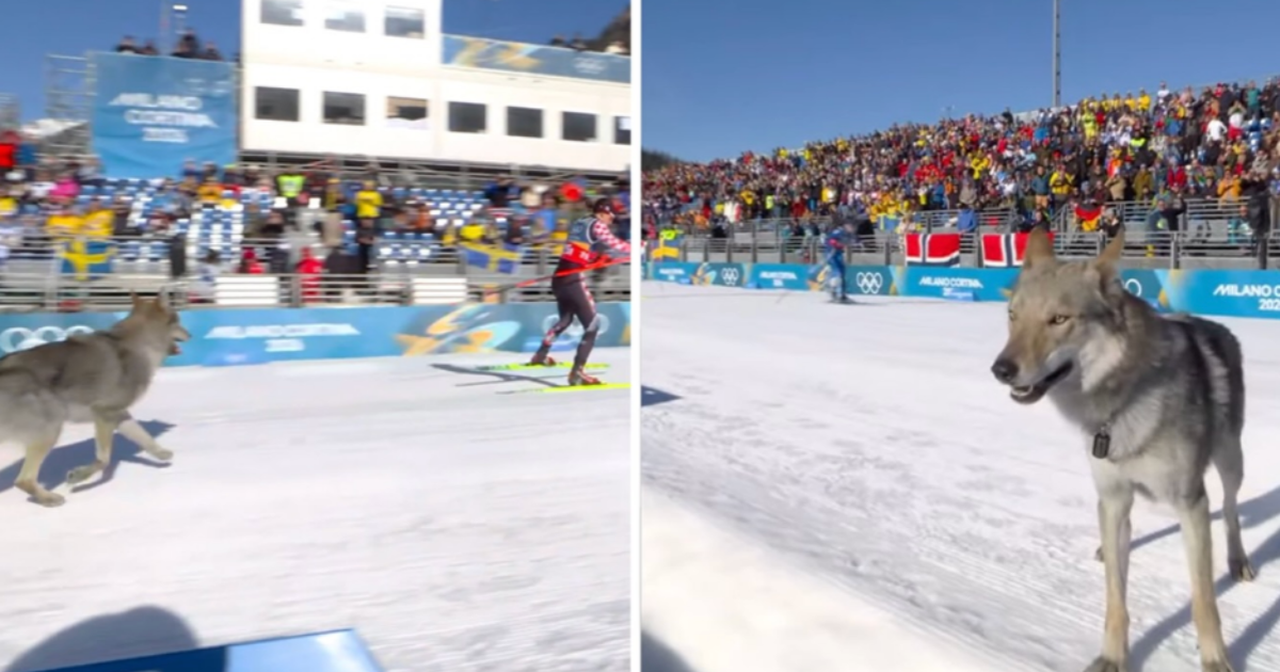 a dog on a snowy racetrack